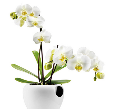 八种鲜花放在居室最要命 兰花会引起失眠