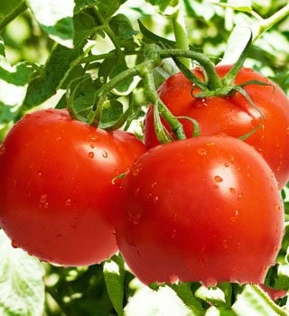 夏季吃西红柿八禁忌 未成熟不宜食用