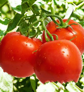 西红柿五个食用禁忌 不宜和黄瓜同食
