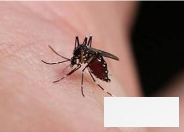 夏季哪类人最招蚊子 如何防蚊灭蚊最有效