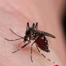 夏季哪类人最招蚊子 如何防蚊灭蚊最有效