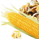 细数玉米的养生奇效 玉米胚芽抗衰老防疾病