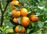 冬季吃应季橘子有什么好处 吃橘子有哪些禁忌