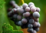 秋天葡萄成熟了！ 多吃葡萄有什么好处