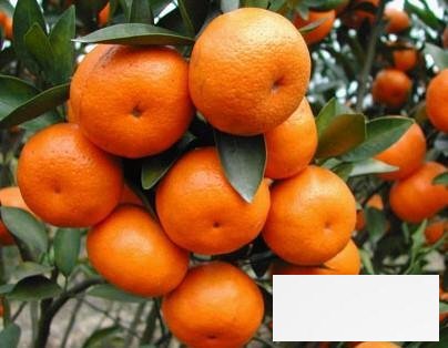 秋季吃橘子抵御秋燥 橘子的营养价值和功效作用
