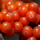 夏季美白多吃九水果 沙棘是美白肌肤极品水果