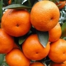 细数常吃橘子的好处 解毒护肝还润肺