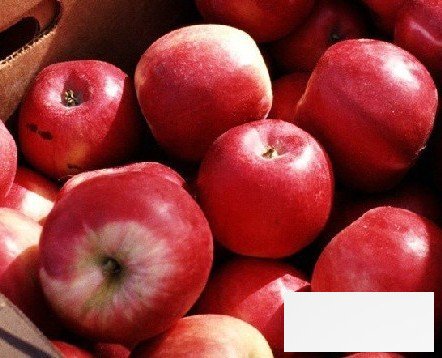 每日一苹果健康身体又瘦身