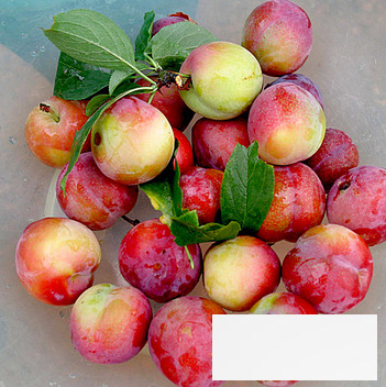 夏季十种时令水果 桃子润肺樱桃和胃